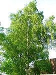 Береза бородавчатая (Betula pendula), высота 200-250 см 