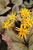 Бузульник гибридный Гарден Конфетти (Ligularia Garden Confetti) С3 #1