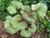 Бузульник гибридный Гарден Конфетти (Ligularia Garden Confetti) С3 #2