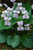 Фиалка сестринская Веснушка (Viola cucullata Freckles) Р9 #1