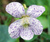 Фиалка сестринская Веснушка (Viola cucullata Freckles) Р9 #2