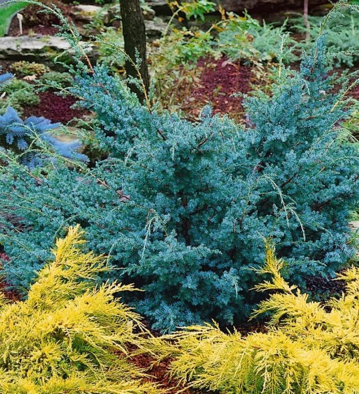 Можжевельник китайский Блю Альпс (Juniperus chinensis Blue Alps) С3 30-50см