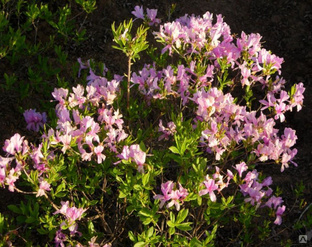 Азалия Орхид Лайтс (Rhododendron Orhid Lights) 3л 30-40 см #1