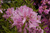 Азалия Орхид Лайтс (Rhododendron Orhid Lights) 3л 30-40 см #2