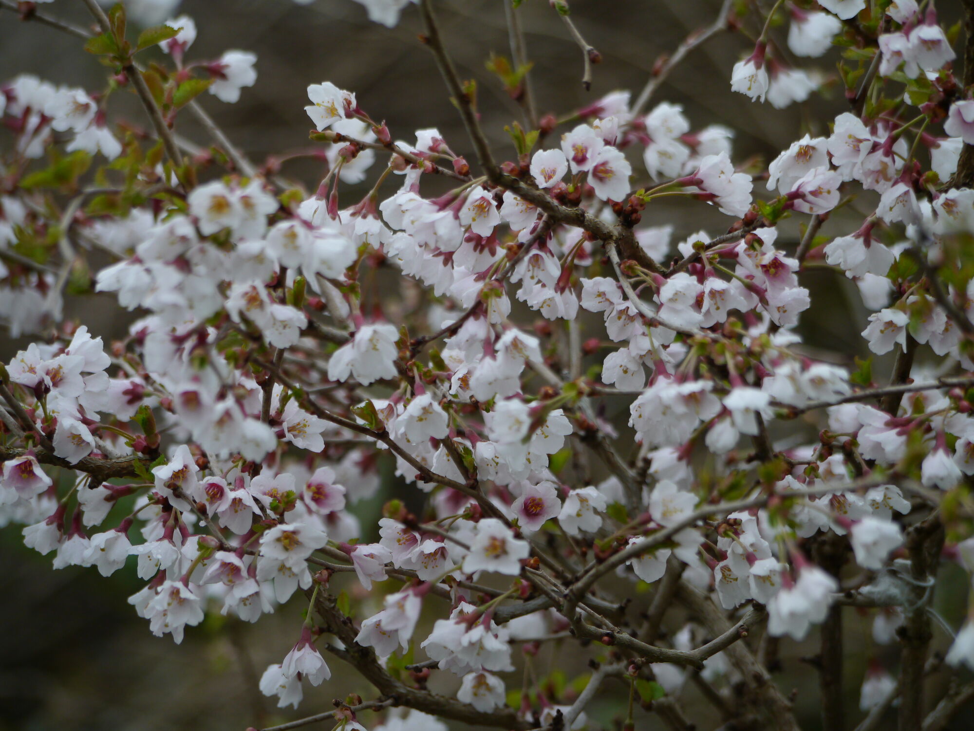 Сакура/вишня декоративная Prunus Incisa Kojo-no-mai контейнер 5л 40-60 см