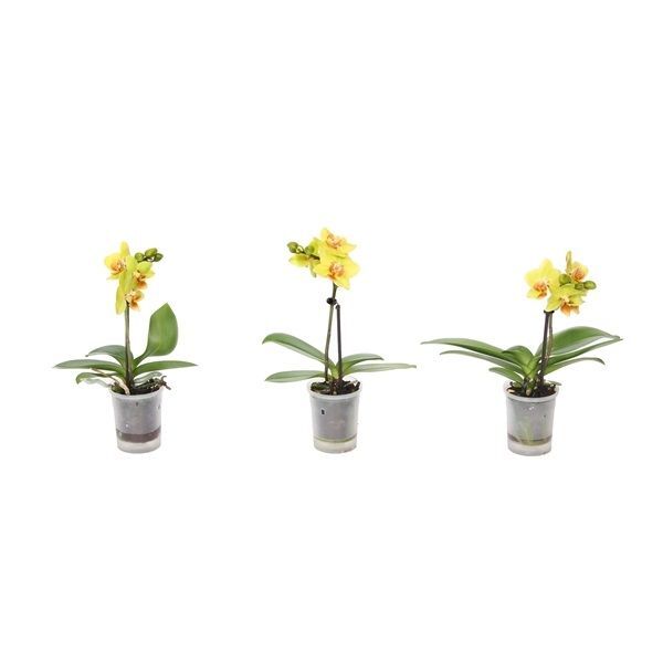 Фаленопсис Phalaenopsis Perfium 1 stem Mix 35/12