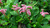 Бадан сердцелистный (Bergenia cordifolia) 7 л #2