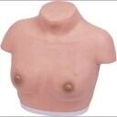 Модель женской грудной клетки, 14A